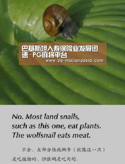 PG真人麻将